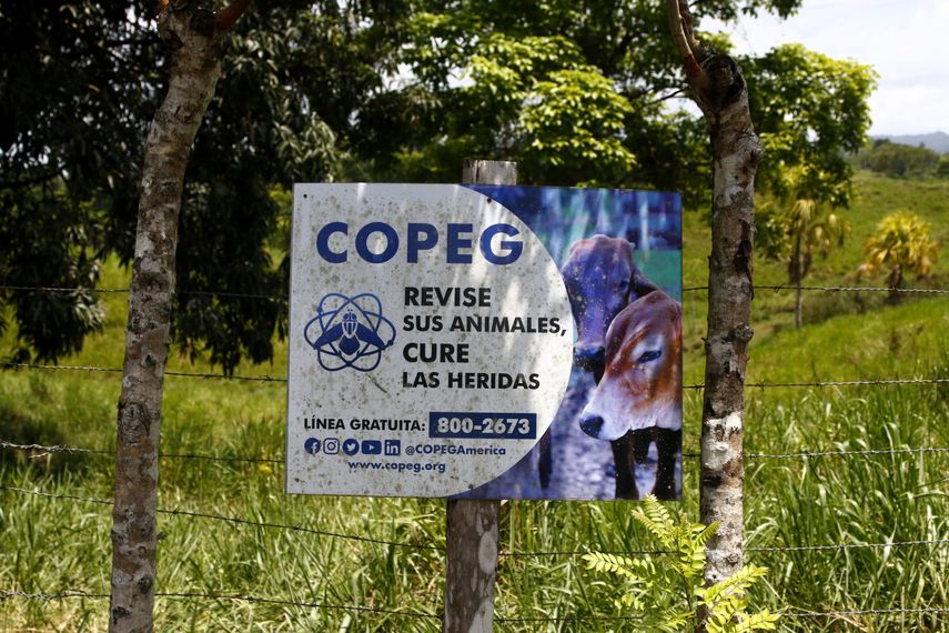 Panamá se convierte en centro regional para enfrentar al gusano barrenador Panamá se convierte en centro regional para enfrentar al gusano barrenador