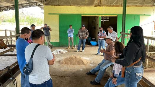 La idea es mejorar la parte genética y mantener una buena alimentación utilizando bancos forrajeros, pastos de cortes y ensilados, para mejorar la calidad de la producción de los pequeños ganaderos.