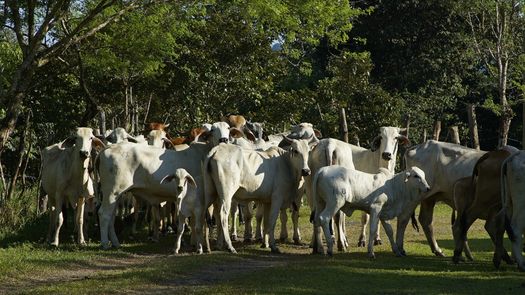 Asociación de productores lecheros listos para congreso nacional