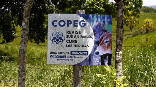 El gusano barrenador rompió la barrera que lo frenaba en Panamá, toca recuperar el control