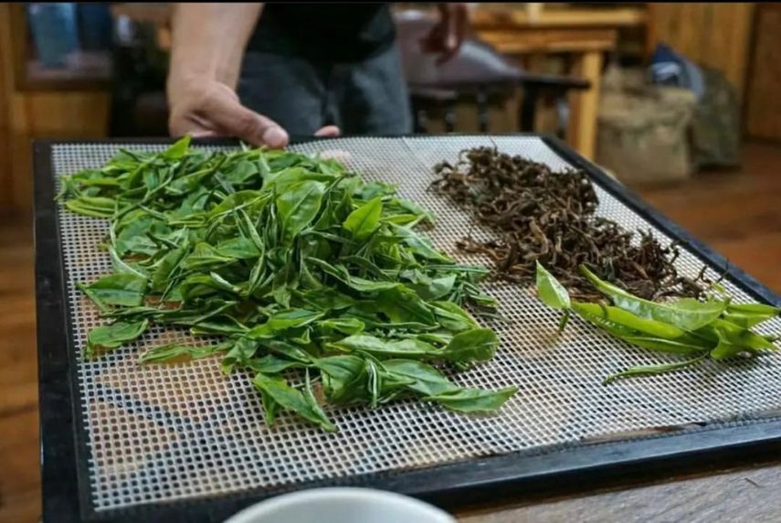 La producción de té en Chiriquí inició hace seis años con la siembra de plantones que debieron ser adaptados al suelo y clima de la región para iniciar la cosecha de brotes de camelia.