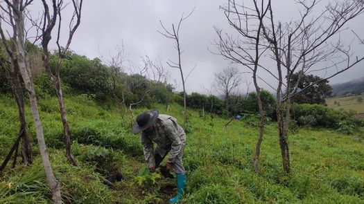 La acción se ejecutó por técnicos de la Agencia de MiAmbiente de Volcán, junto con voluntarios ambientales.