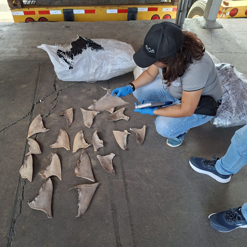 Un contenedor con 109 sacos de aletas de tiburón fue retenido en el Puerto de Manzanillo