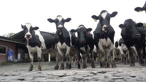 Técnicos del IDIAP participaron en una mesa de trabajo con productores lecheros de APROGALPA para dar seguimiento a las actividades que se desarrollan dentro del memorando de entendimiento para mejorar e incrementar la actividad.