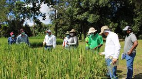 IDIAP evaluará mejoramiento genético de arroz en Chiriquí