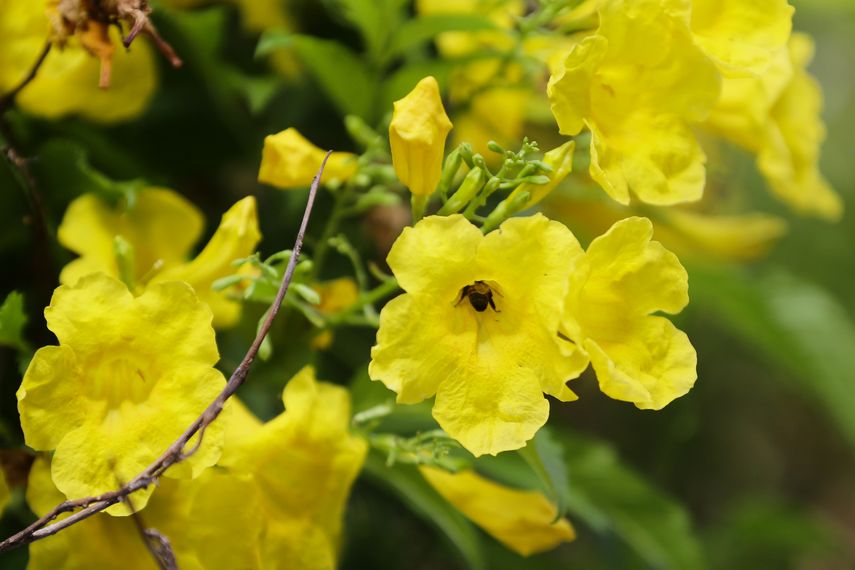 "En Panamá tenemos alrededor de 7 especies de guayacanes", remarcó el biólogo. El amarillo es el más conocido por la mayoría, pero los hay con flores moradas, rosa pálido y rosado. "En Panamá tenemos alrededor de 7 especies de guayacanes", remarcó el biólogo. El amarillo es el más conocido por la mayoría, pero los hay con flores moradas, rosa pálido y rosado.