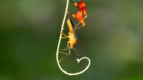 Insecto matador de Panamá mueve sus patas traseras para defenderse de depredadores