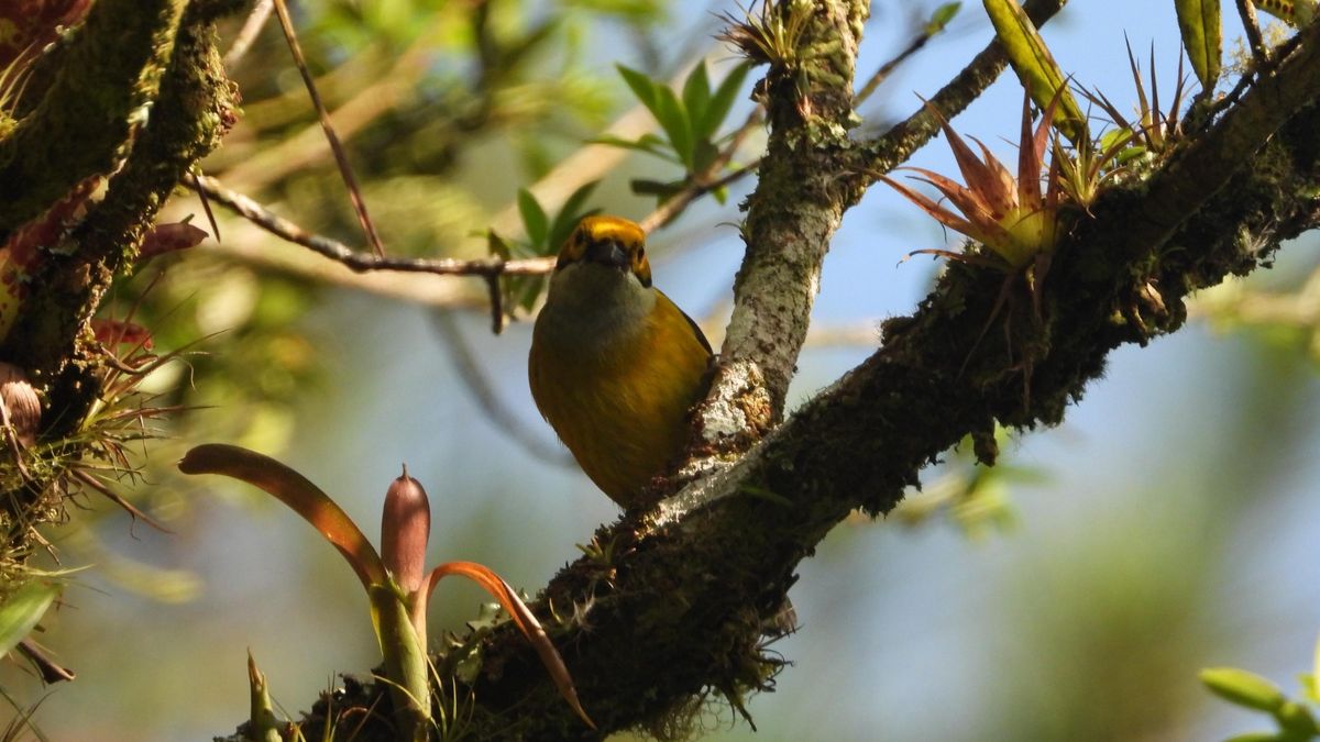 Panamá volvió a posicionarse como una de las principales potencias mundiales en observación de aves y ciencia ciudadana durante el Global Big Day 2026, al registrar 790 especies de aves en apenas 24 horas y superar los récords alcanzados en 2025. Panamá volvió a posicionarse como una de las principales potencias mundiales en observación de aves y ciencia ciudadana durante el Global Big Day 2026, al registrar 790 especies de aves en apenas 24 horas y superar los récords alcanzados en 2025.
