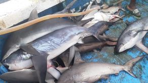 Autoridades ambientales asestan duro golpe a pesca ilegal y aleteo de tiburones