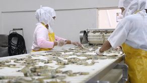 Exportación de azúcar de caña