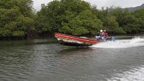 Panamá establece alianza estratégica para restauración de manglares degradados