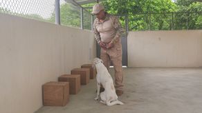 MIDA inicia entrenamiento de cinco cachorros