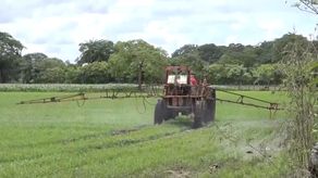 La Nueva Asociación de Productores de Arroz de Chiriquí señaló que es responsabilidad de la cadena agroalimentaria del arroz analizar el abastecimiento y la necesidad de importar el grano en cantidades adecuadas.