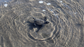 Panamá, miembro activo en la lucha por la protección de tortugas marinas