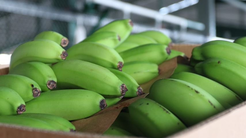 Cese de operaciones de Chiquita, genera crisis en Bocas del Toro. Cese de operaciones de Chiquita, genera crisis en Bocas del Toro.