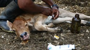 Frente de guerra contra el gusano barrenador se traslada de Panamá a México