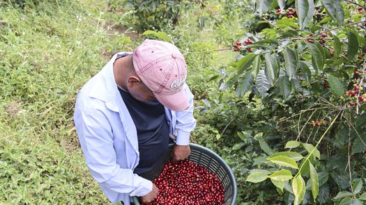 La movilidad también marca la vida de muchos trabajadores indígenas de la Comarca Ngäbe Buglé. EFE La movilidad también marca la vida de muchos trabajadores indígenas de la Comarca Ngäbe Buglé. EFE