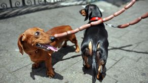 ¿De dónde vienen los perros y desde cuándo acompañan a las personas? Nuevos estudios sitúan su presencia en Europa hace casi 16.000 años, es decir 5.000 años antes de lo que estimaban investigaciones previas.