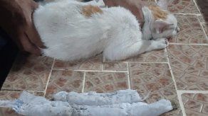 Sorprenden en Panamá a narcogato intentando pasar droga a una cárcel