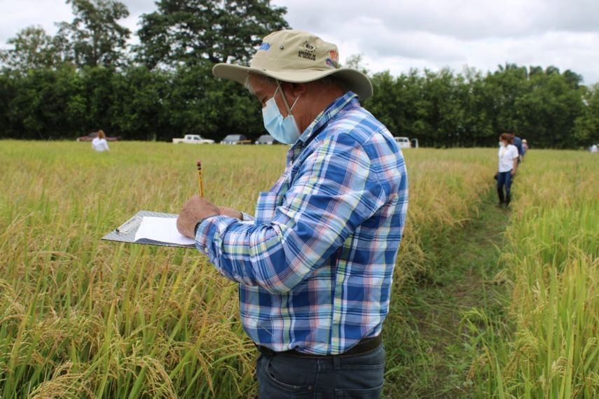 IDIAP selecciona nuevas variedades de arroz y reduce costos