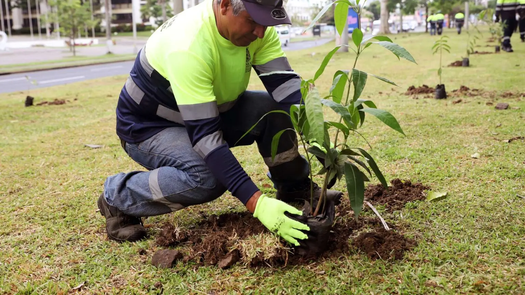 Alcaldía de Panamá inicia siembra de 1,000 plantones en la ciudad