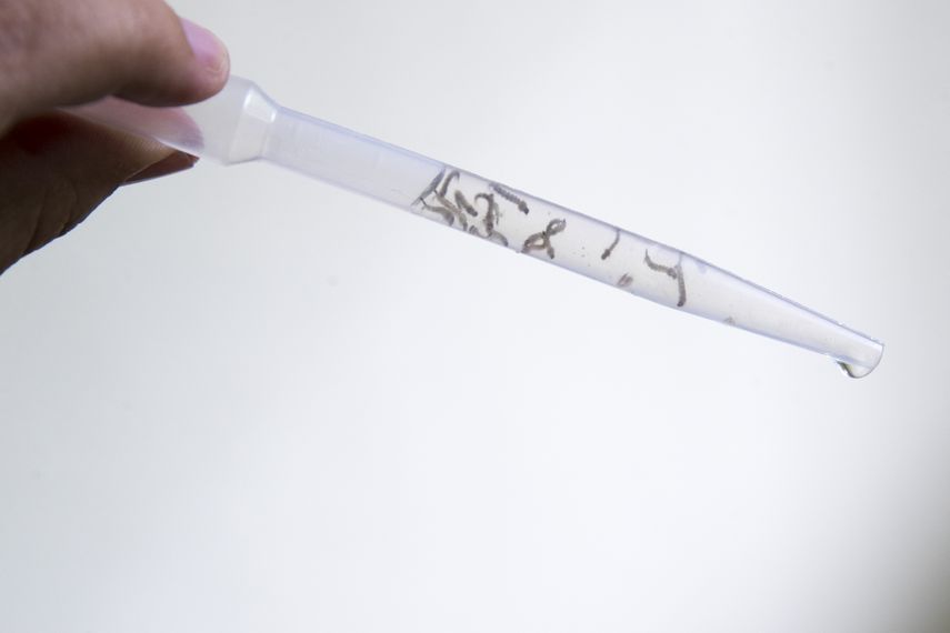 Los Santos: Minsa confirma segunda muerte por dengue. Los Santos: Minsa confirma segunda muerte por dengue.