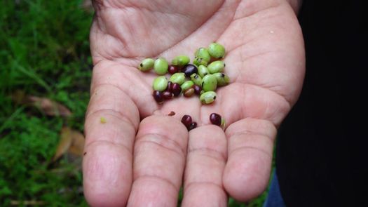 La antracnosis es un hongo que ocasiona pudrición en las vainas o guabitas de la planta de guandú, la cual está afectando los cultivos en Chiriquí.
