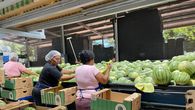 Panamá aumenta exportación de sandía y melón al mercado europeo Panamá aumenta exportación de sandía y melón al mercado europeo