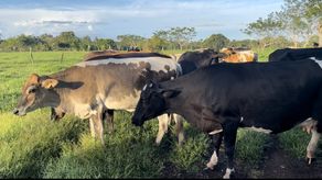 La Asociación de Productores de Ganado de Leche en Chiriquí recurrió a las alianzas público privadas para mejorar el sector y darle oportunidades de mejoramiento a los pequeños productores lecheros.