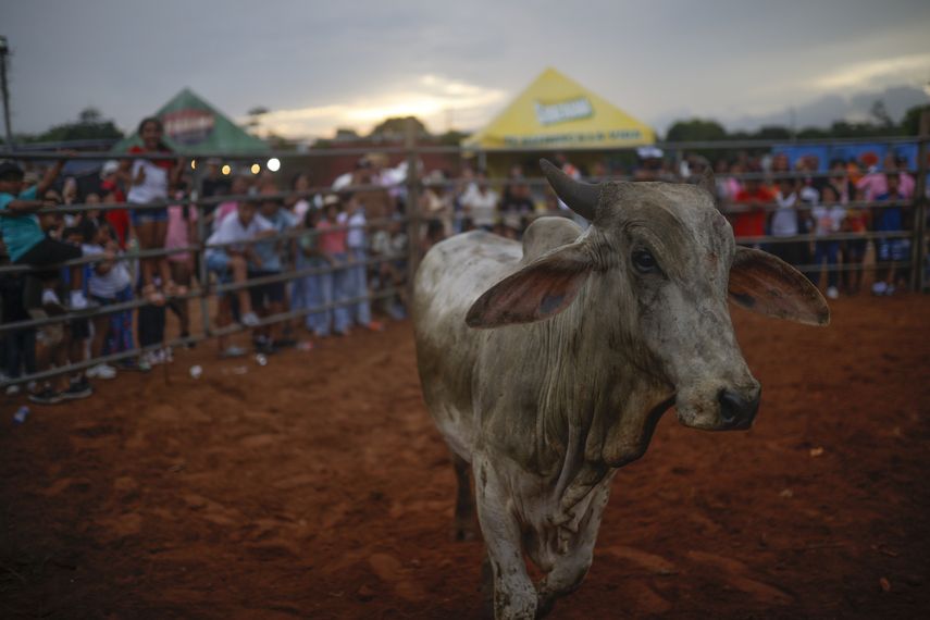 Corridas de toros en el interior de Panamá: cultura, música y valentía Corridas de toros en el interior de Panamá: cultura, música y valentía