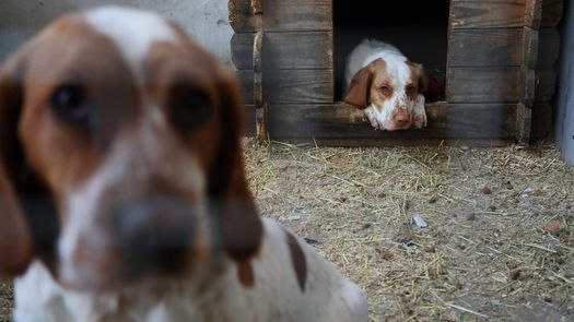 En Ucrania, los animales también toman el camino del éxodo