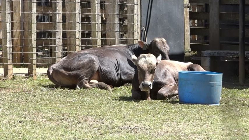 Otro objetivo del Mida