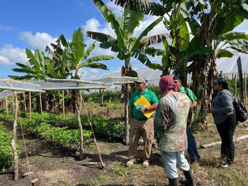 La iniciativa nace luego de una prospección realizada en Chiriquí, se detectara la invasión de estos molestos insectos en varios cultivos de los productores del área. La iniciativa nace luego de una prospección realizada en Chiriquí, se detectara la invasión de estos molestos insectos en varios cultivos de los productores del área.