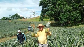XVI Feria de la Piña en La Chorrera: impulso a la agroindustria y producción local