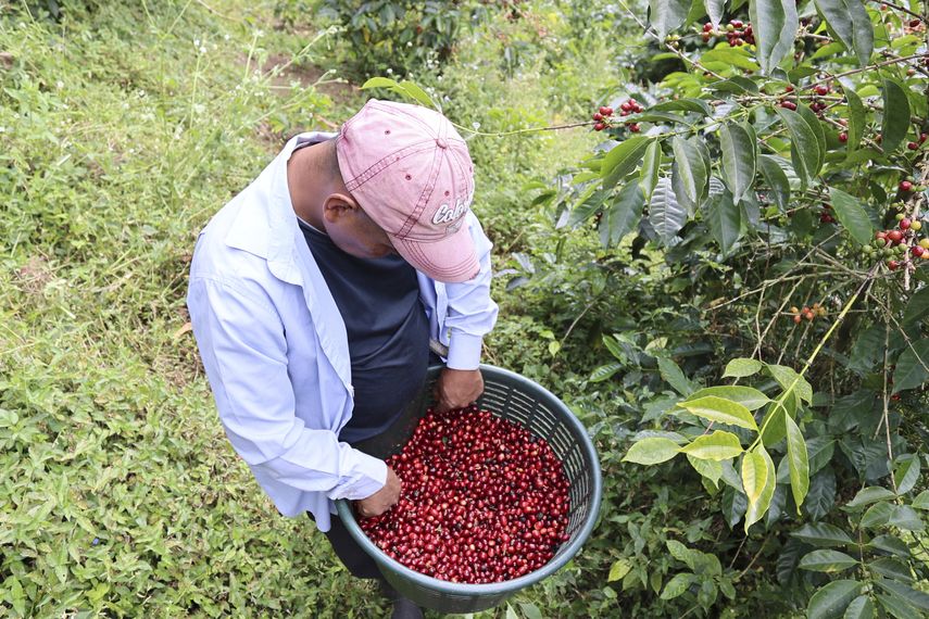 La movilidad también marca la vida de muchos trabajadores indígenas de la Comarca Ngäbe Buglé. EFE