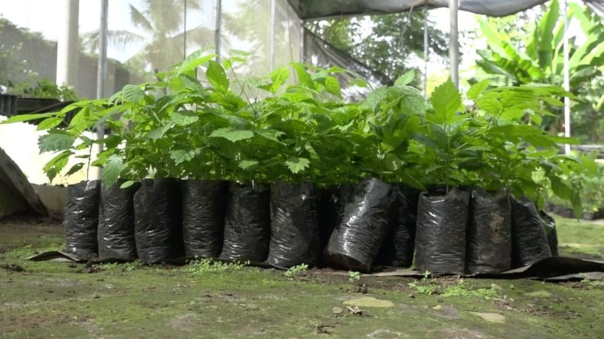 Chiriquí produjo más de 32 mil plantones en 2021