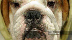 Perros y gatos pueden contagiarse del covid-19 de sus amos