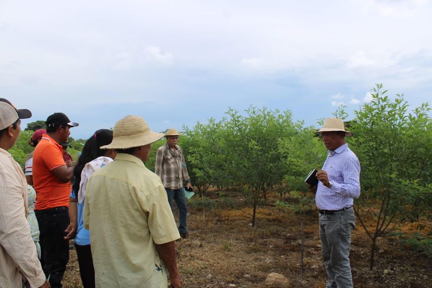 Chiriquí: Avanzan estudios para cuidar el cultivo de guandú