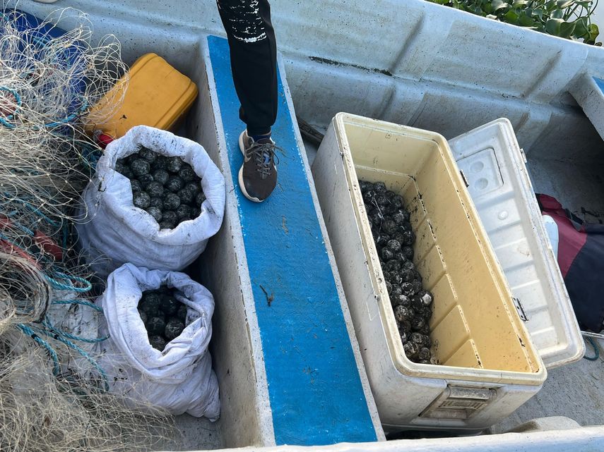 Las autoridades de Panamá decomisaron 839 huevos de tortuga baula, una especie en peligro de extinción, en una zona cercana a un parque nacional del occidente del país, donde la semana pasada se halló a un ejemplar descuartizado, informó este martes (Miambiente). Las autoridades de Panamá decomisaron 839 huevos de tortuga baula, una especie en peligro de extinción, en una zona cercana a un parque nacional del occidente del país, donde la semana pasada se halló a un ejemplar descuartizado, informó este martes (Miambiente).