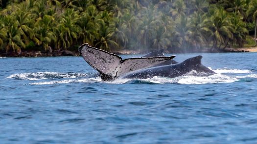 Arrecifes y ballenas hacen del Golfo de Chiriquí un tesoro natural de Panamá Arrecifes y ballenas hacen del Golfo de Chiriquí un tesoro natural de Panamá
