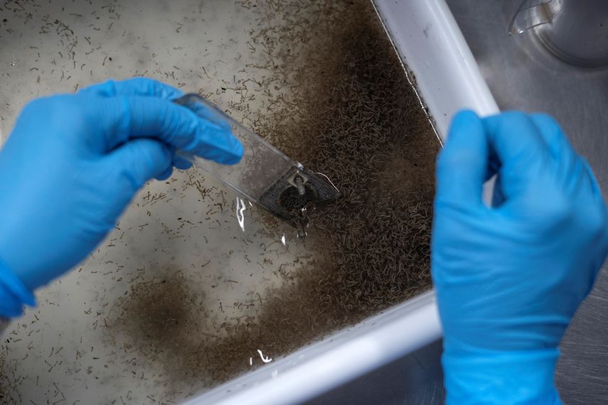 Las autoridades sanitarias de Panamá informaron este martes que al menos siete personas han muerto de dengue y un total de 3.215 han padecido la enfermedad en lo que va de 2024 en el país centroamericano. Las autoridades sanitarias de Panamá informaron este martes que al menos siete personas han muerto de dengue y un total de 3.215 han padecido la enfermedad en lo que va de 2024 en el país centroamericano.