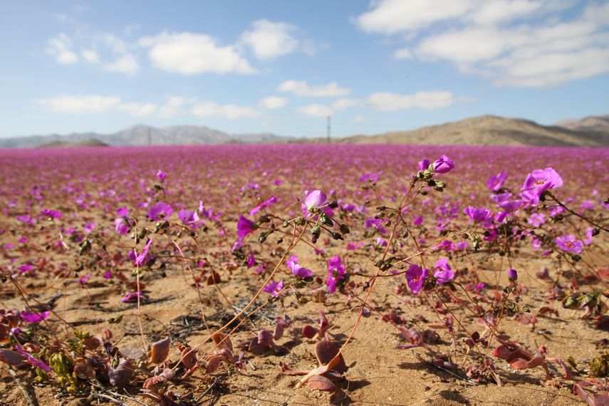 Inusuales lluvias hacen florecer al árido desierto de Atacama en Chile