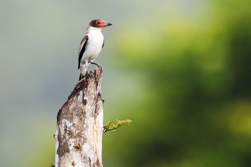 Panamá destaca en The New York Times como destino ecoturístico de clase mundial Panamá destaca en The New York Times como destino ecoturístico de clase mundial
