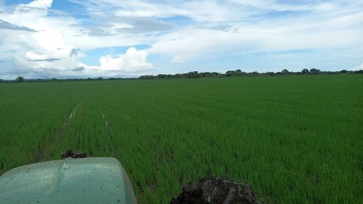 Arroceros acusan a molineros de crear caos para subir el precio del arroz
