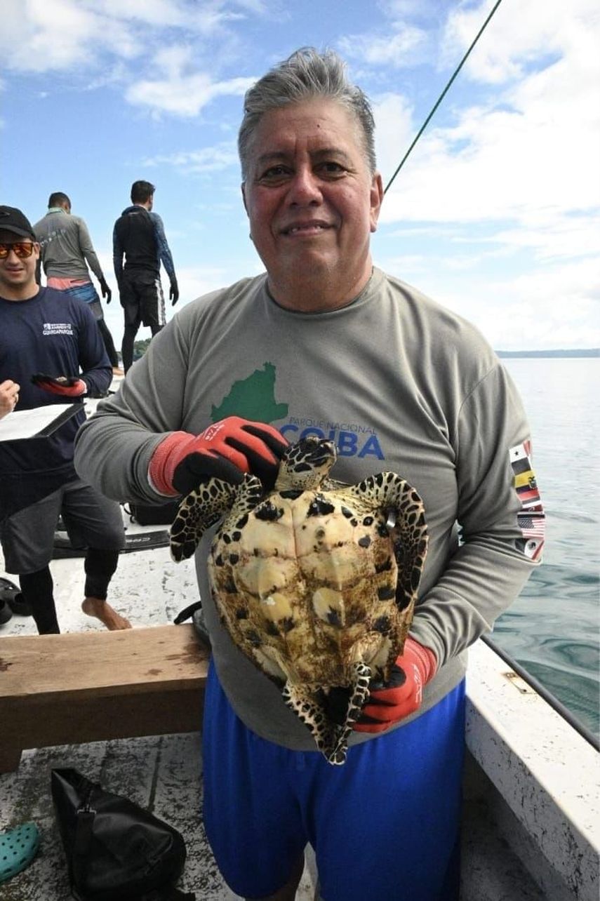 Descubren la tortuga carey más pequeña registrada en Coiba durante monitoreo científico. Descubren la tortuga carey más pequeña registrada en Coiba durante monitoreo científico.