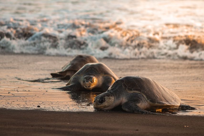 Más de 3,200 tortugas lora desovan en playa La Marinera en Panamá