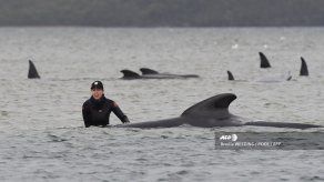 Carrera contrarreloj para salvar a unas 200 ballenas varadas en Australia