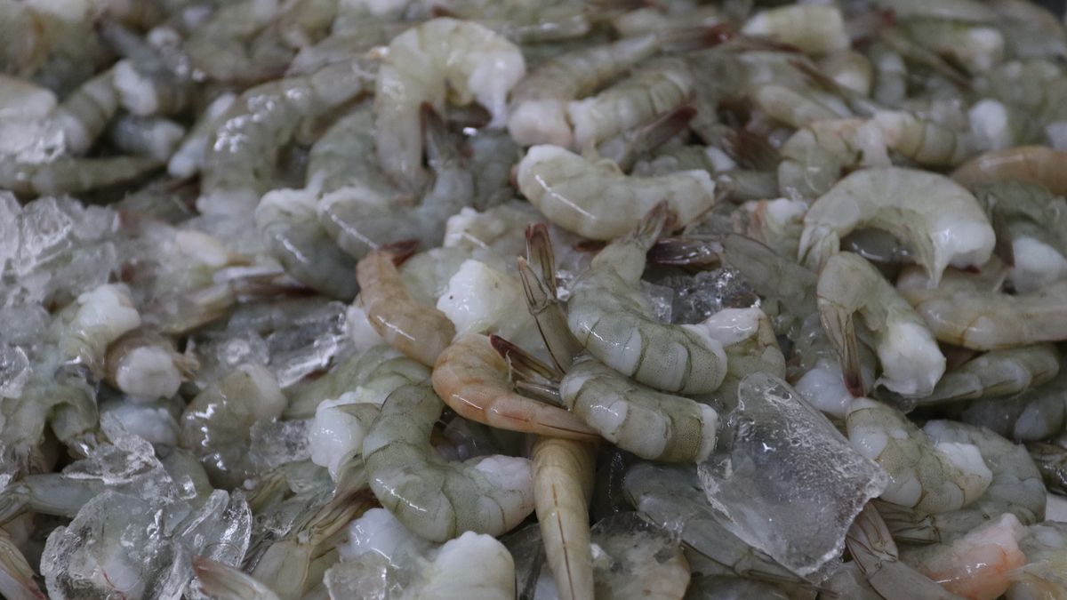 Camarones congelados impulsan el récord de exportaciones de Panamá en 2025 Camarones congelados impulsan el récord de exportaciones de Panamá en 2025