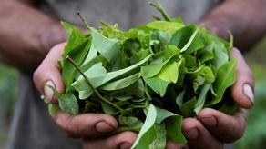 Colombia buscará que hoja de coca no sea sustancia prohibida