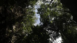 Latinex es elegida como la organización que administrará la Bolsa Panameña del Carbono